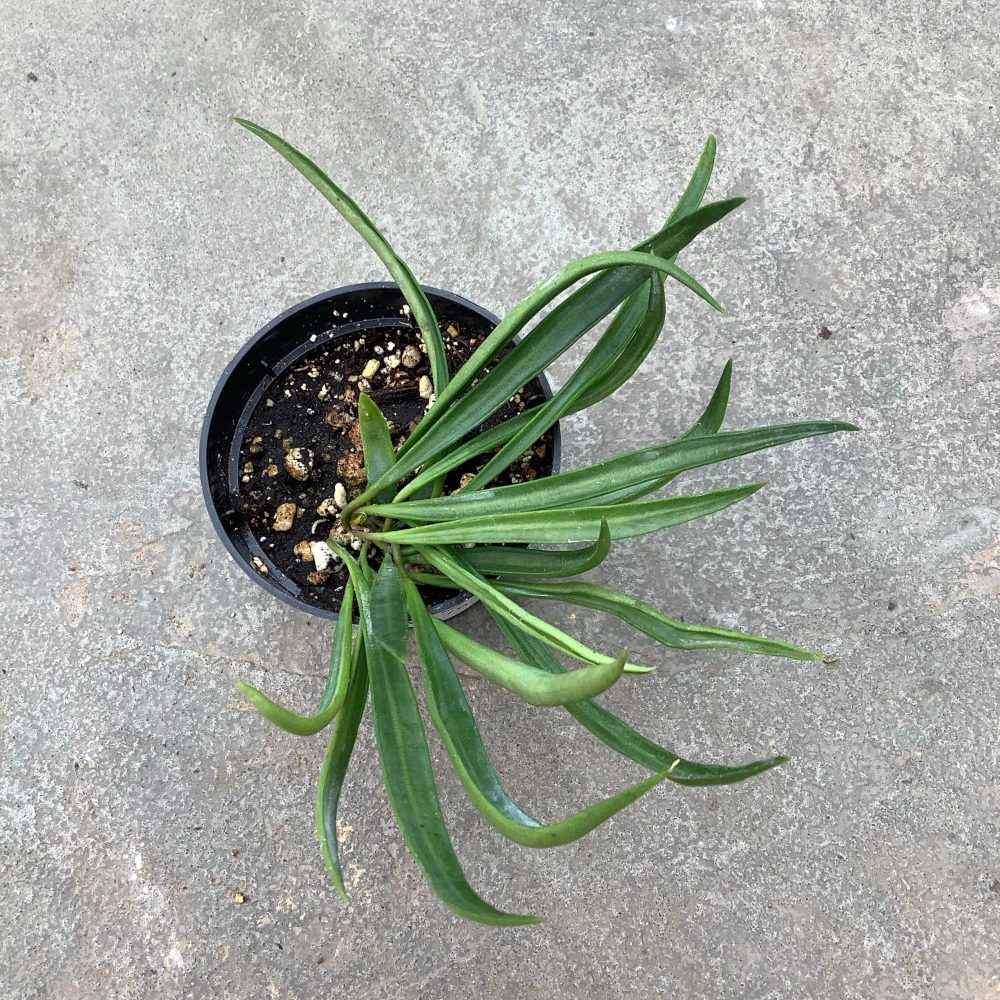 Hoya acicularis mutate