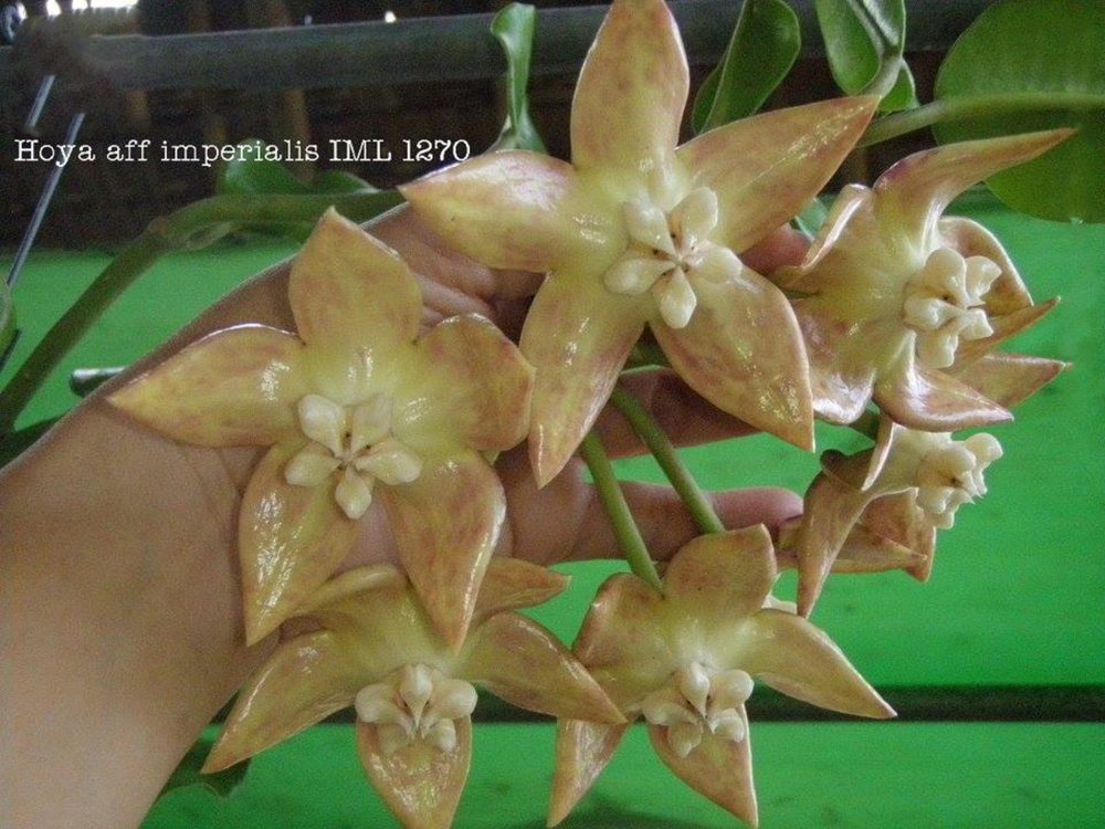 Hoya aff imperialis IML 1270