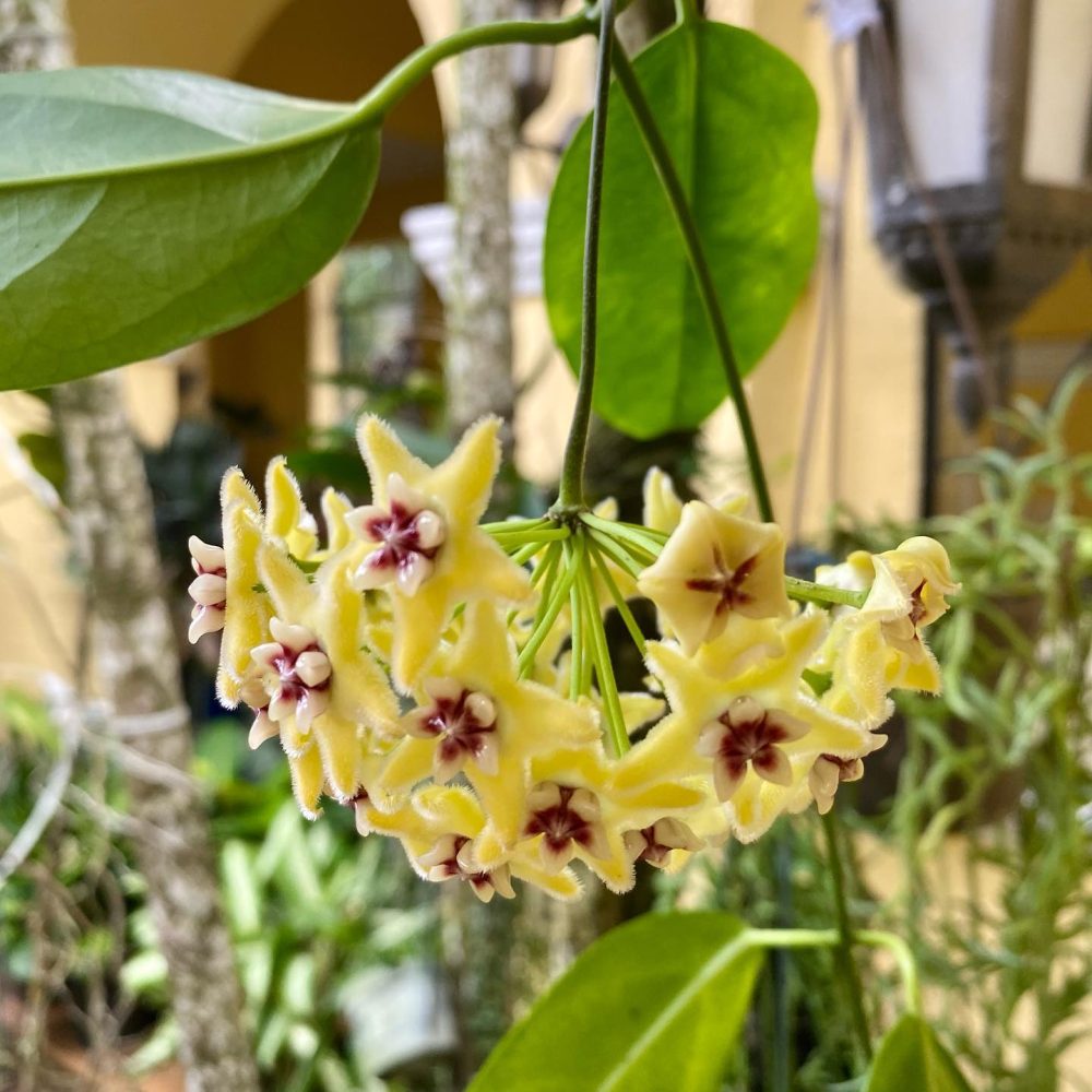 Hoya alagensis