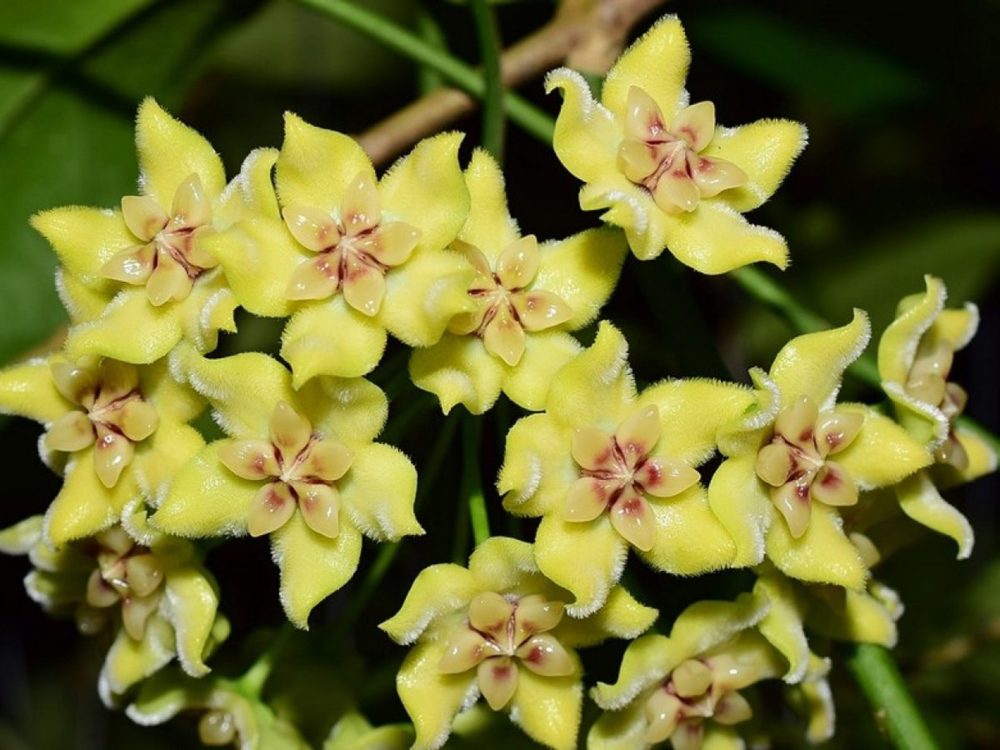 Hoya alagensis