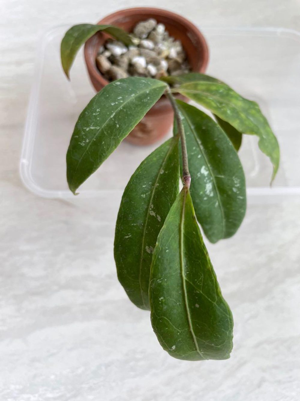 Hoya amicabilis big leaf