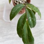 Hoya amicabilis big leaf