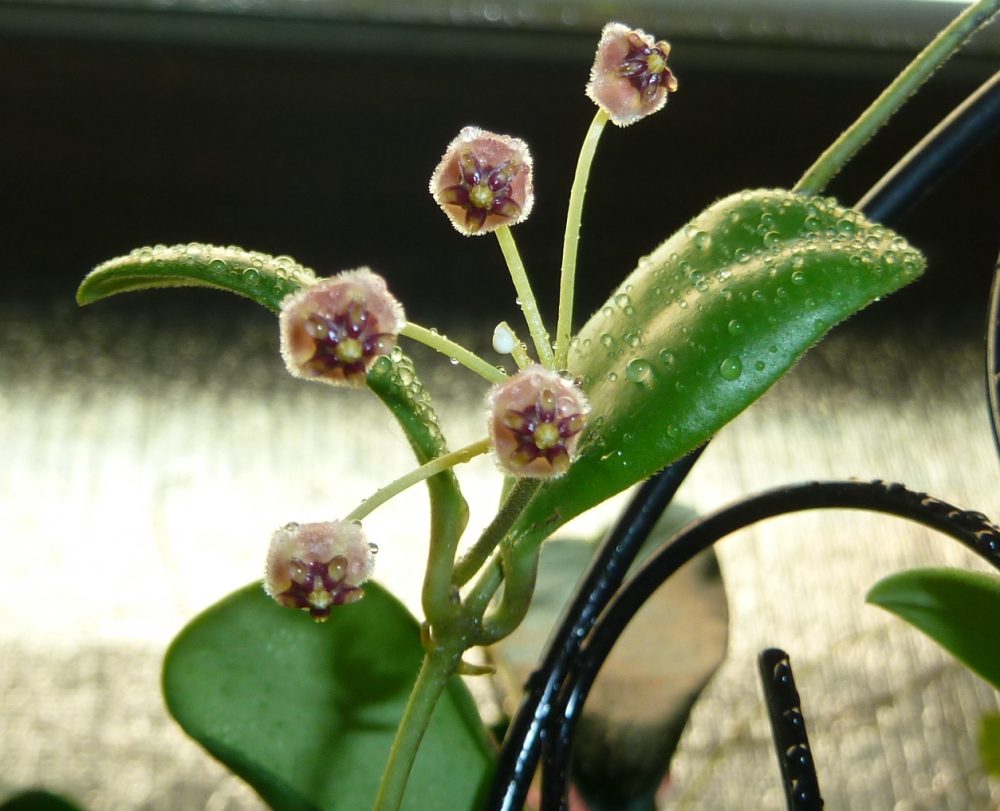 Hoya andalensis