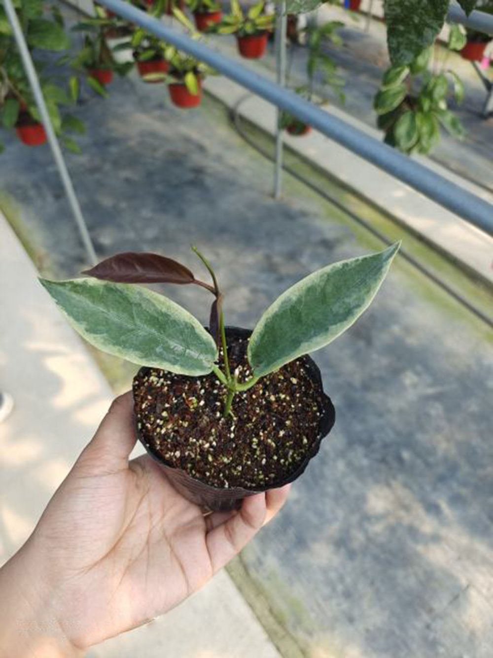 Hoya archboldiana albomarginata