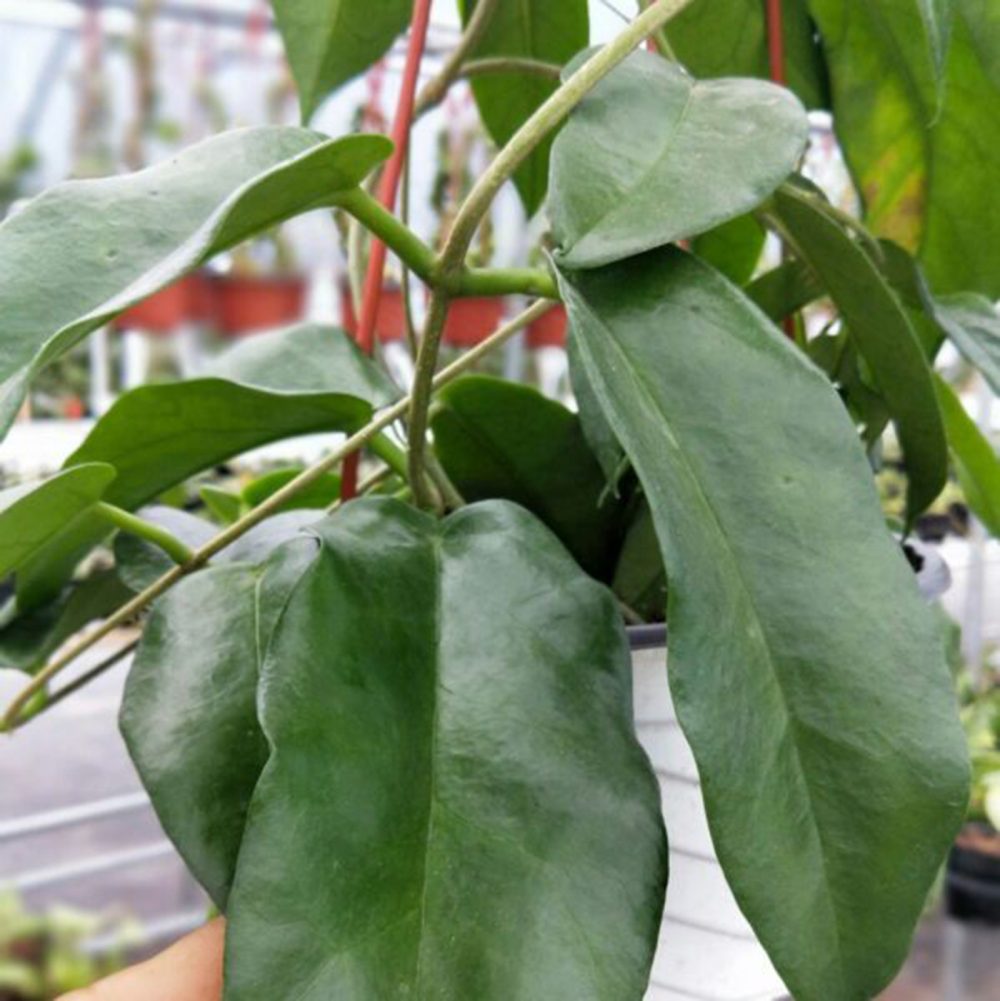 Hoya archboldiana white