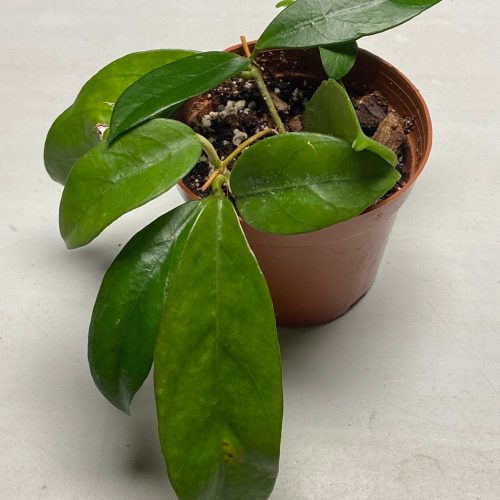 Hoya arnottiana UT 005