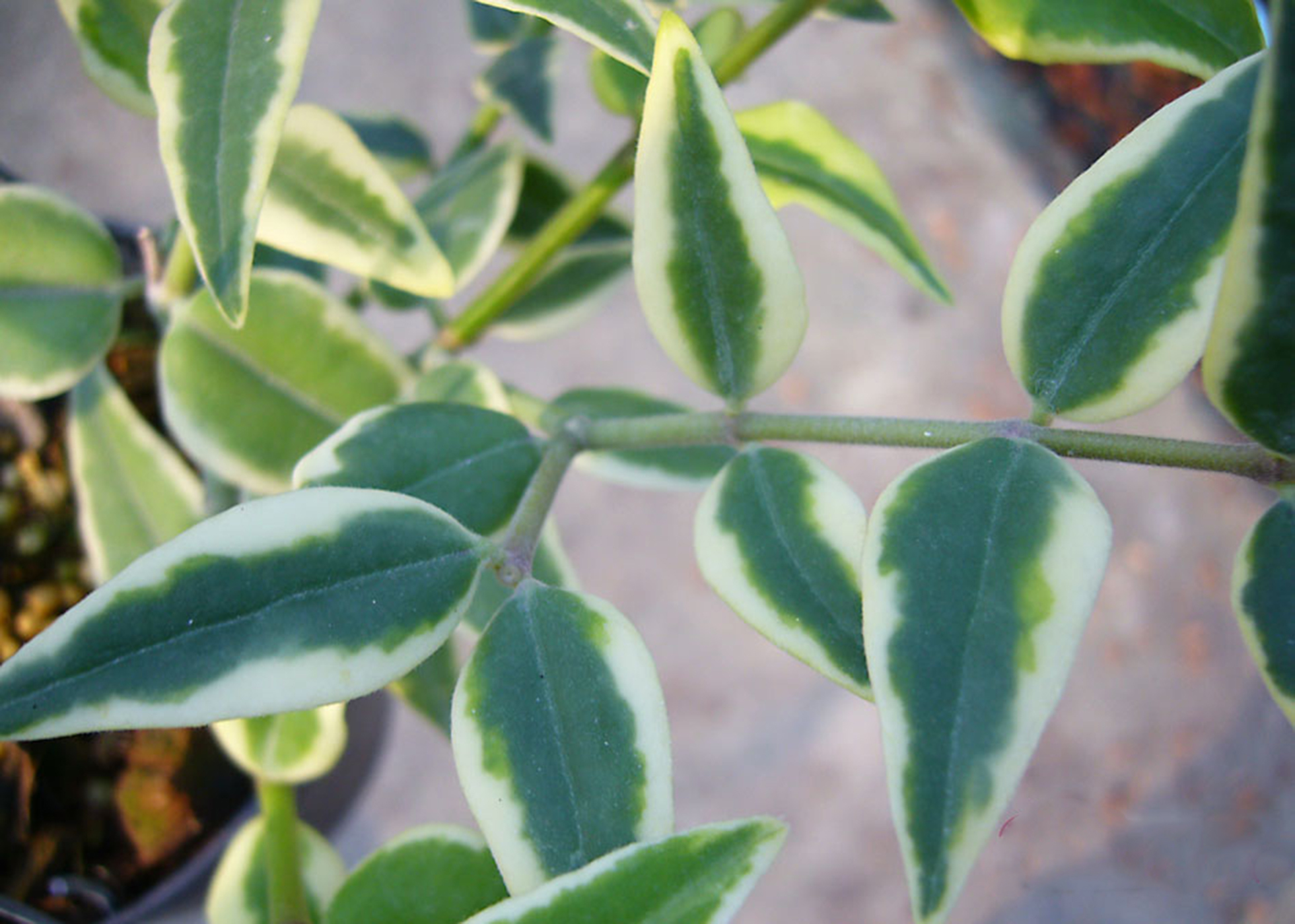 Hoya bella variegata