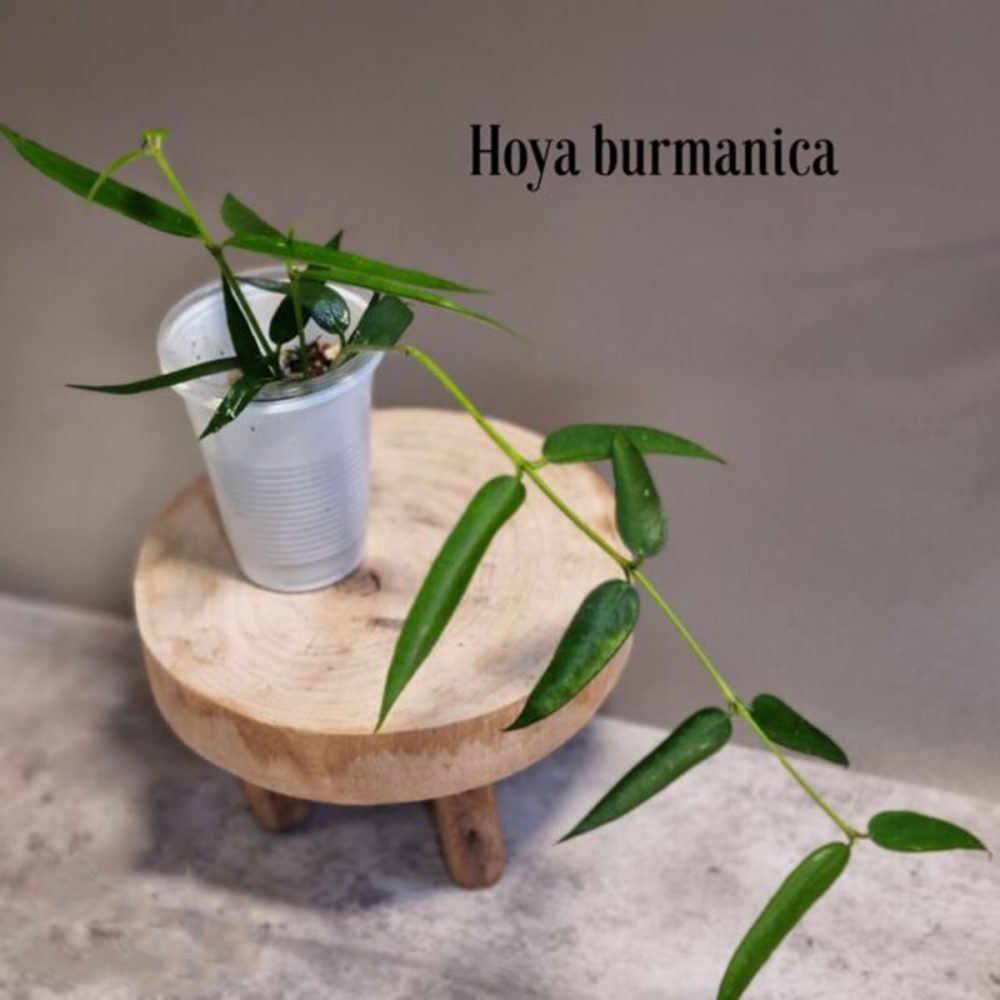 Hoya burmanica