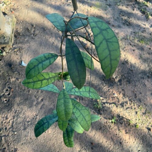 10 x Long size Hoya callistophylla long leaf 4" pot