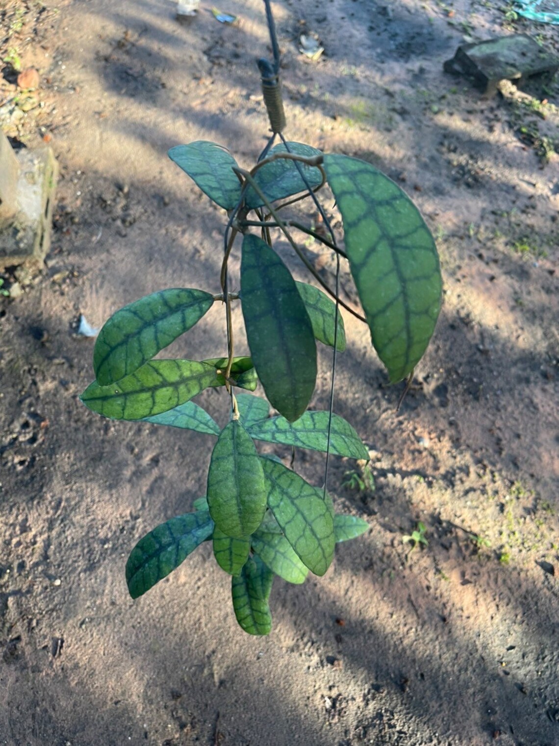 Hoya callistophylla long leaf