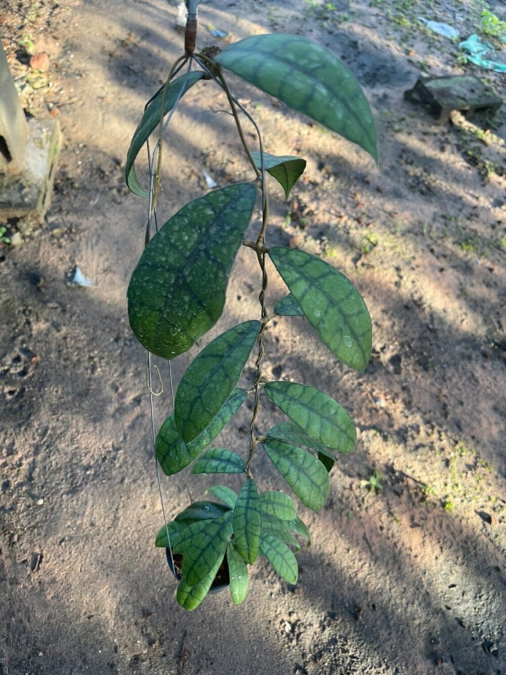 Hoya callistophylla long leaf