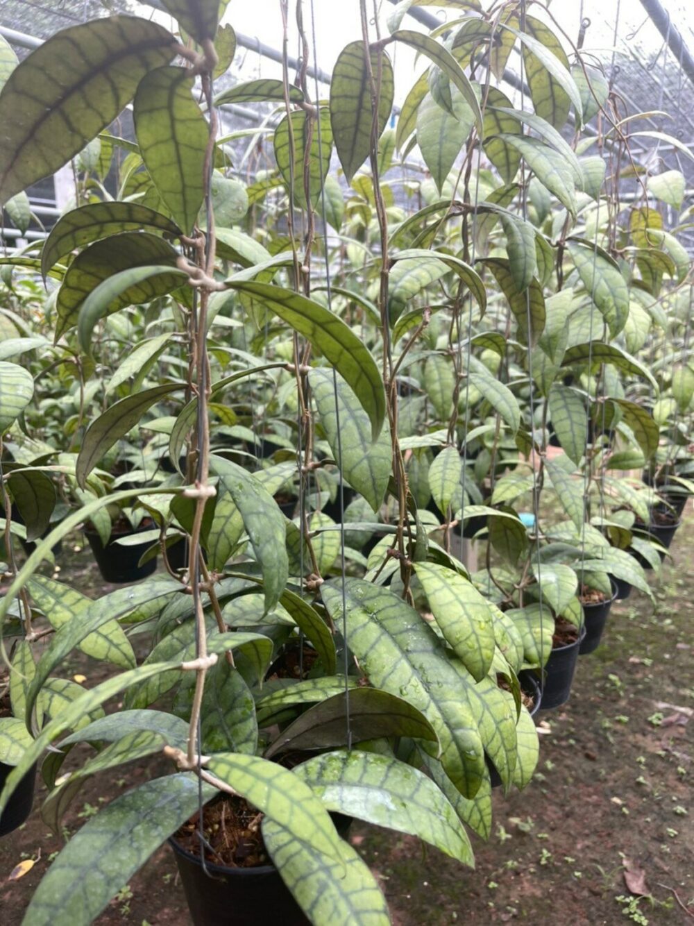 Hoya callistophylla long leaf