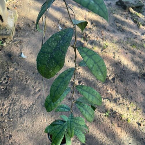 Hoya callistophylla long leaf