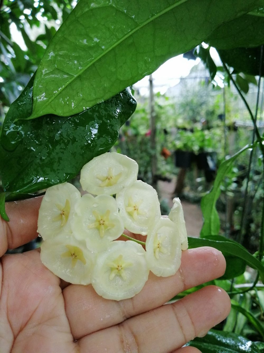 Hoya campanulata