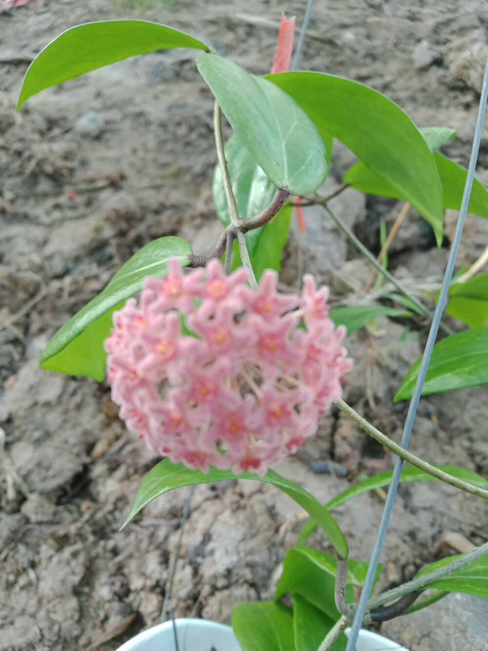 Hoya camphorifolia