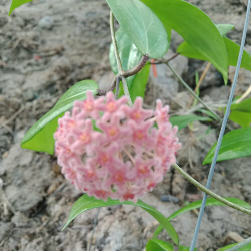 Hoya camphorifolia