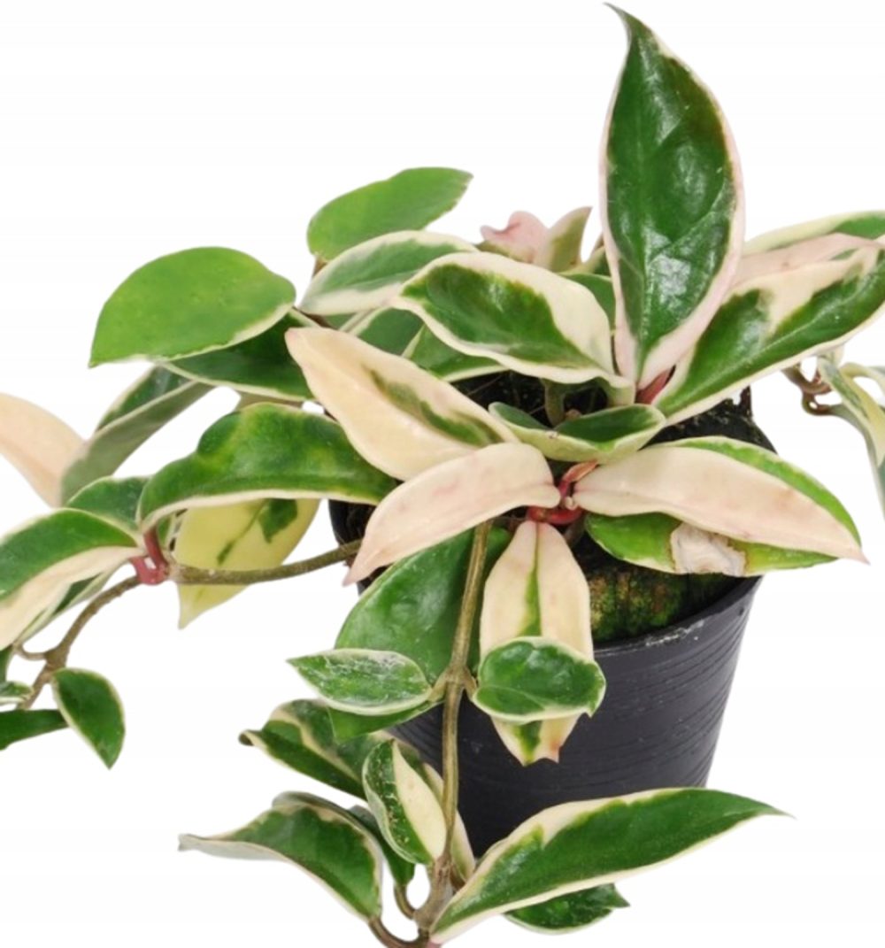 Hoya carnosa albomarginata