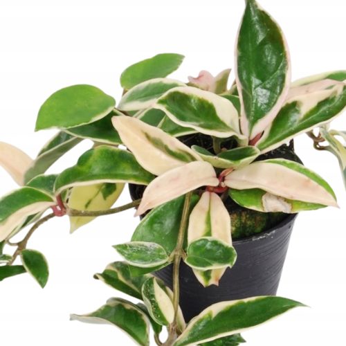 Hoya carnosa albomarginata