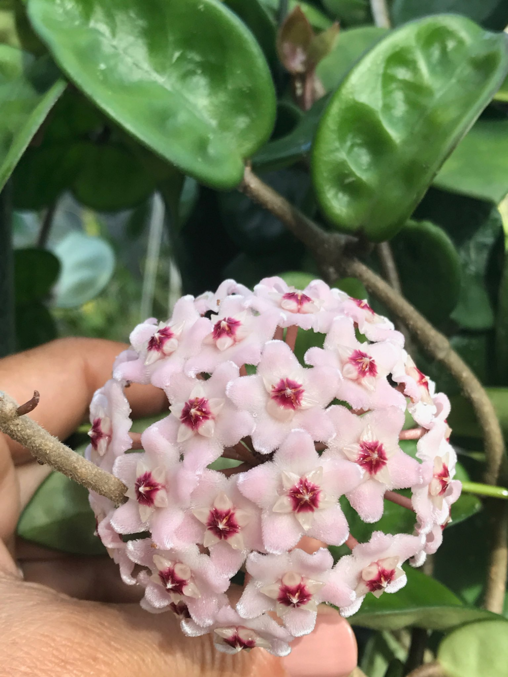 Hoya carnosa krinkle 8