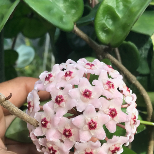 Hoya carnosa krinkle 8