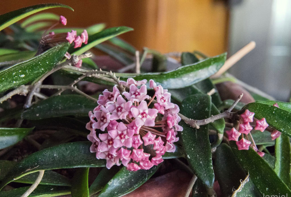 Hoya carnosa x shepherdii