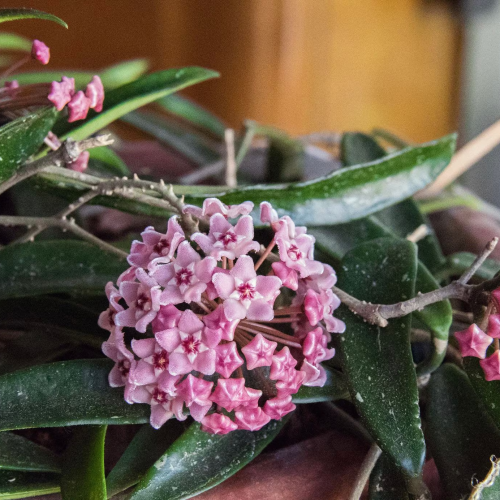 Hoya carnosa x shepherdii