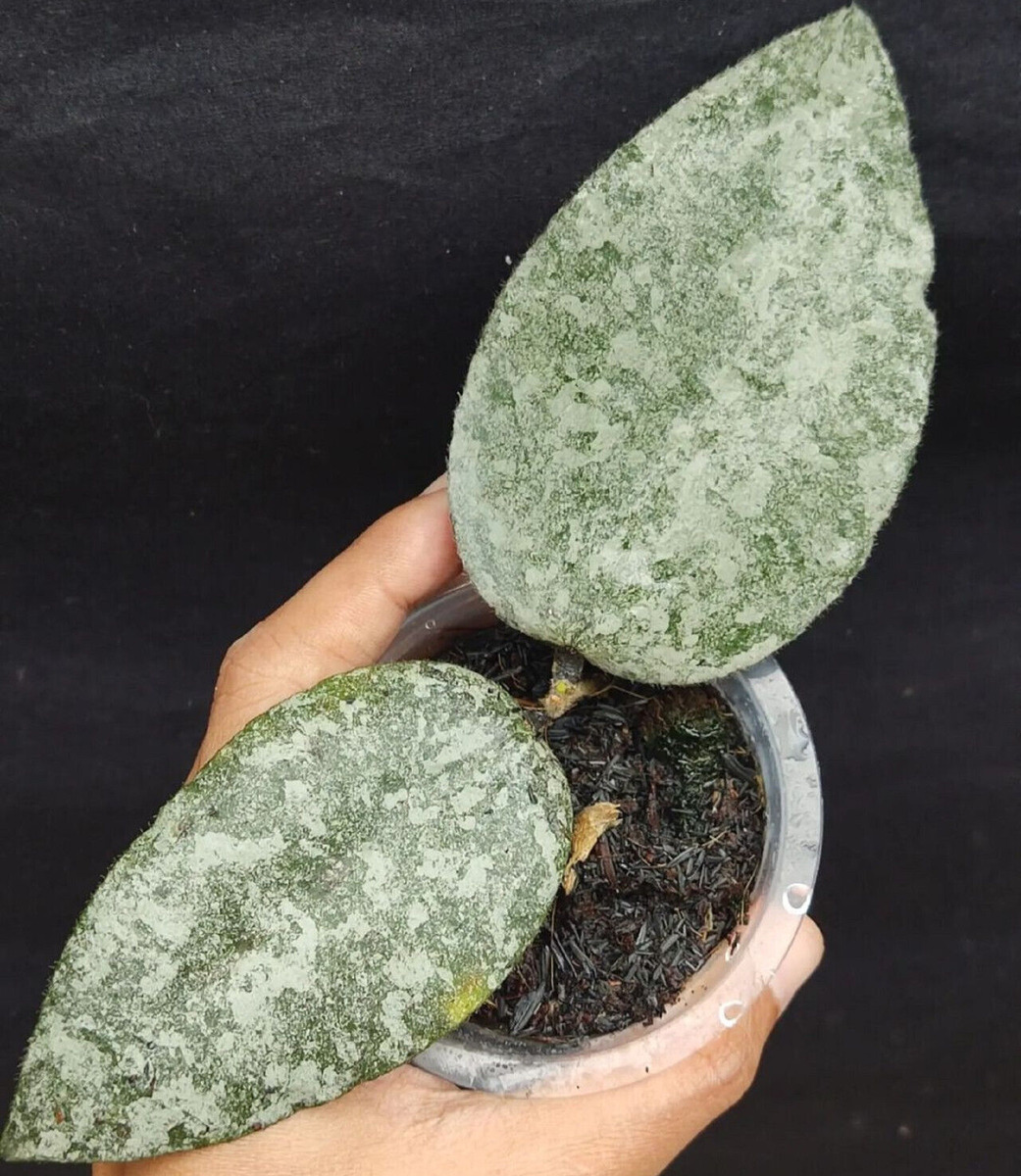 Hoya caudata silver