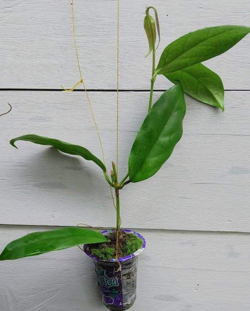 Hoya chewiorum