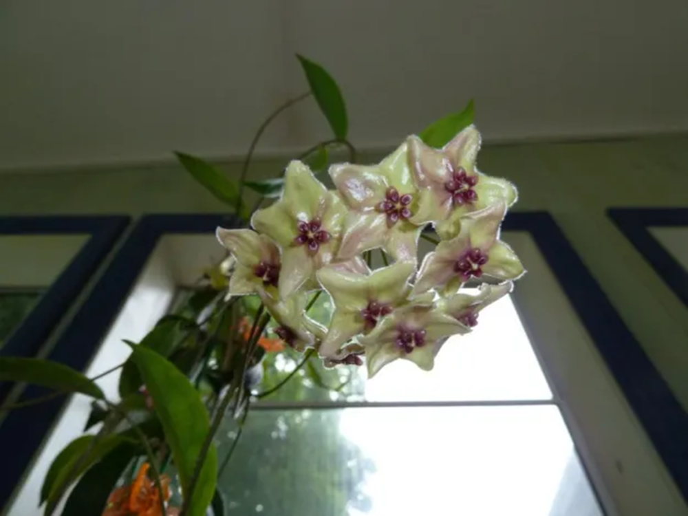 Hoya chlorantha var. tutuilensis