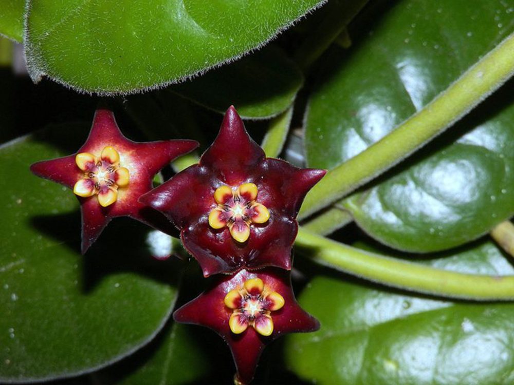 Hoya ciliata