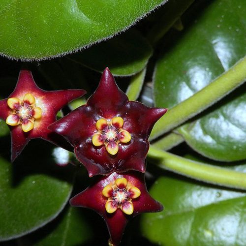 Hoya ciliata