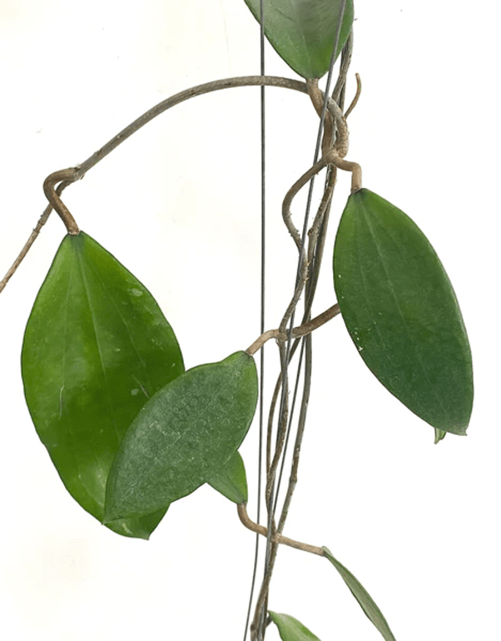 Buy Hoya Cinnamomifolia 1 Pot Greenboogs Hoya Rooted Cuttings