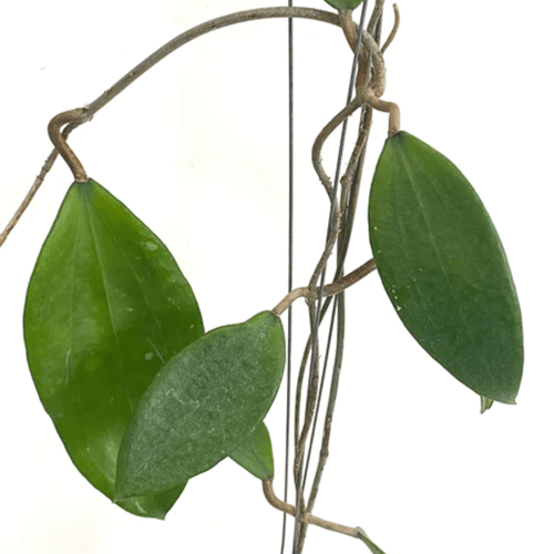 Hoya cinnamomifolia