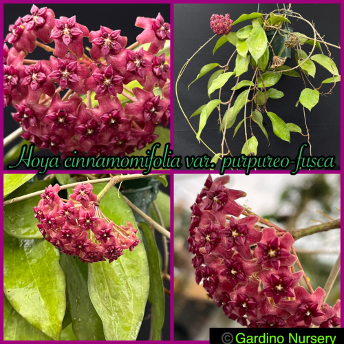 Hoya cinnamomifolia var purpureofusca