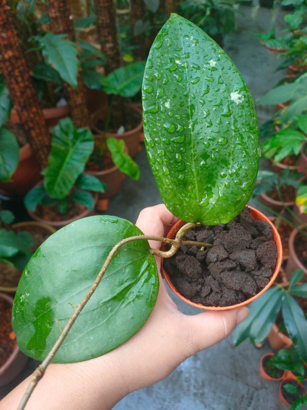 Hoya citrina