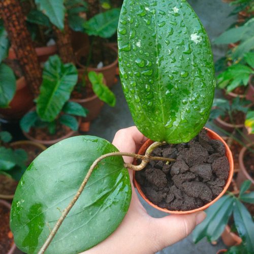 Hoya citrina