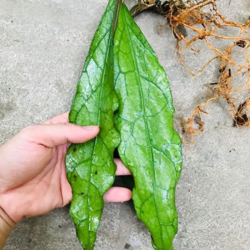 Hoya clemensiorum long leaves