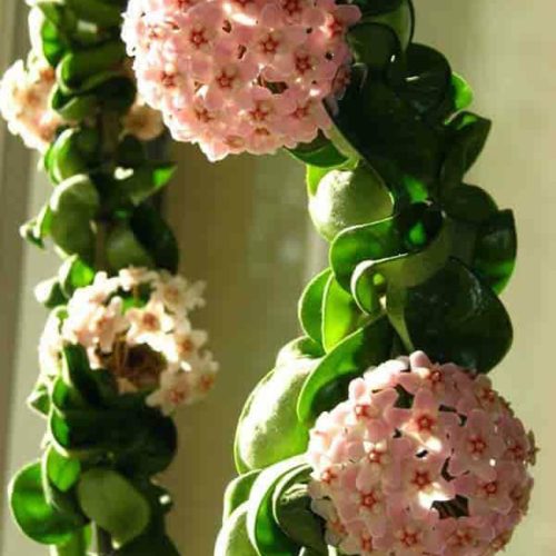 Hoya compacta