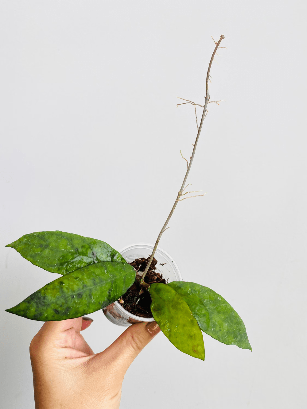 Hoya corneri