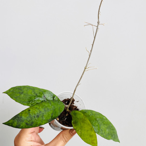Hoya corneri