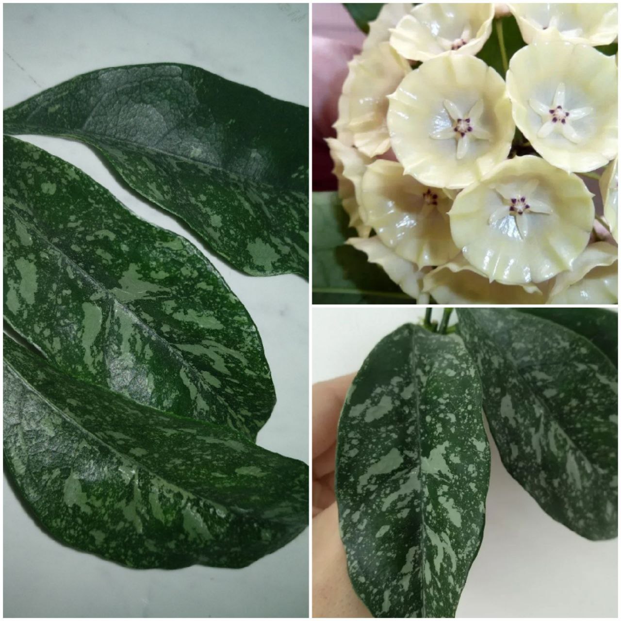 Buy Hoya Cystiantha Splash 1