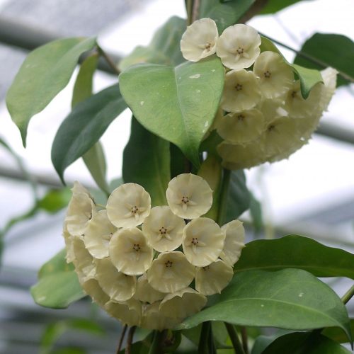 Hoya cystiantha ted green