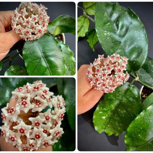 Hoya dasyantha pink (Vietnam)