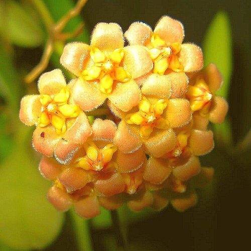 Hoya davidcummingii yellow