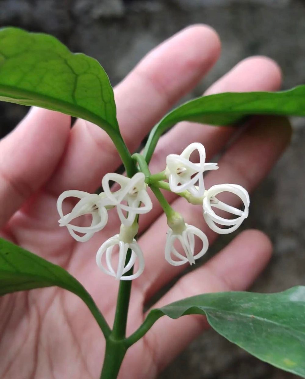 Hoya decipulae