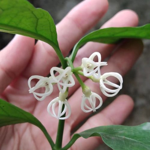 Hoya decipulae