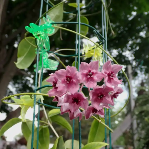 Hoya dennisii