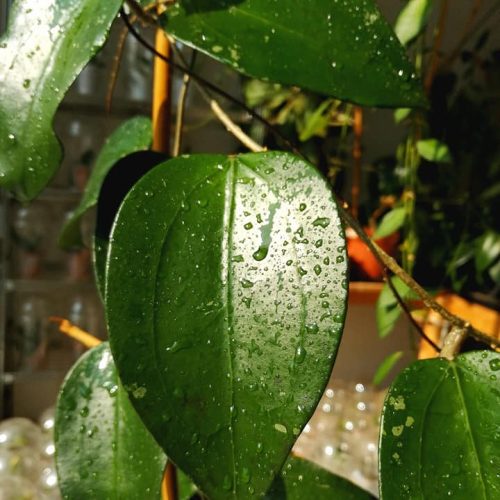 Hoya erythrostemma Khao Yai