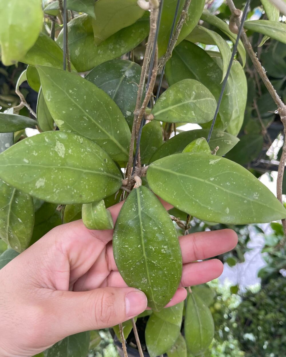 Hoya erythrostemma Splash