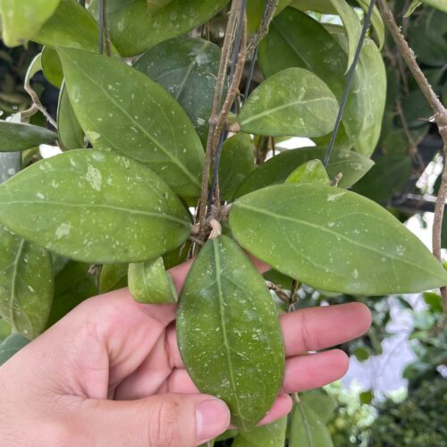 Hoya erythrostemma Splash